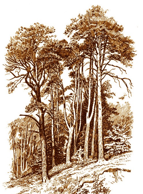 Dessin à l'encre -  Anne F