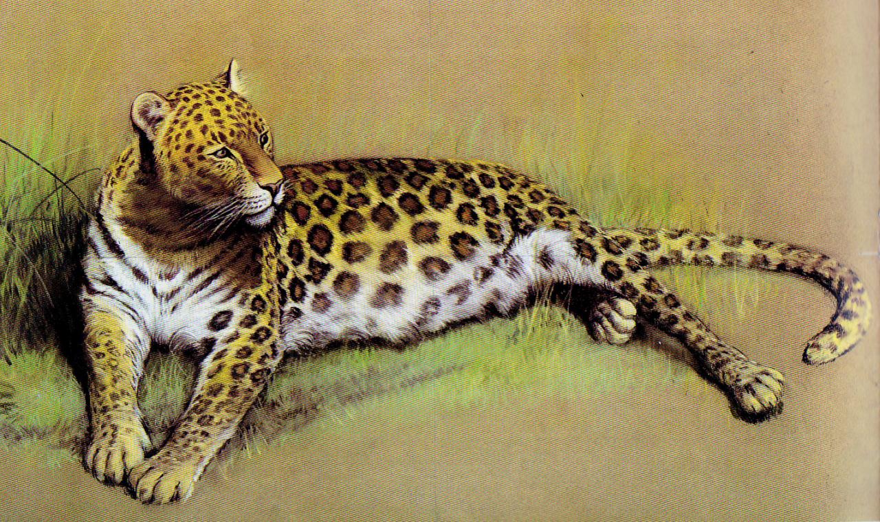 Léopard au pastel sec - Dominique M